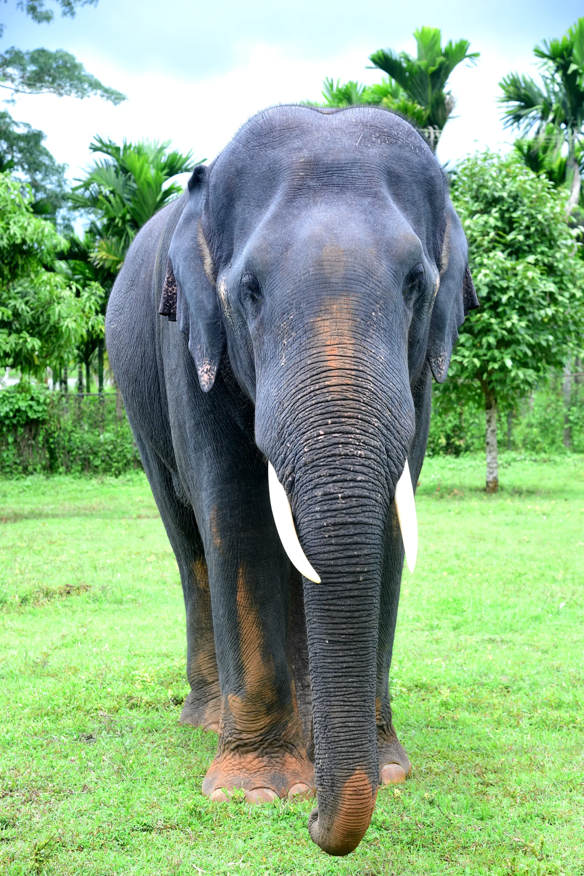 Arjuna