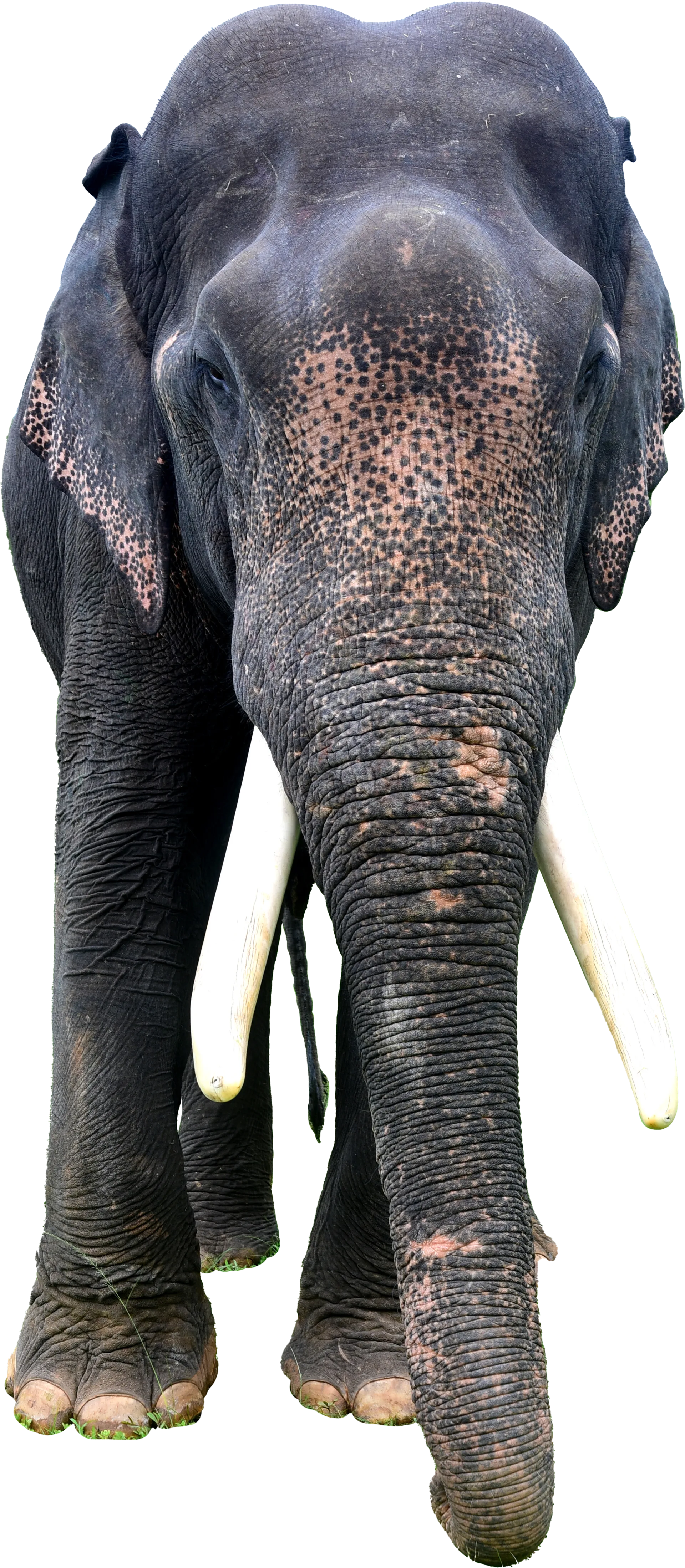 Elephant Film Festival