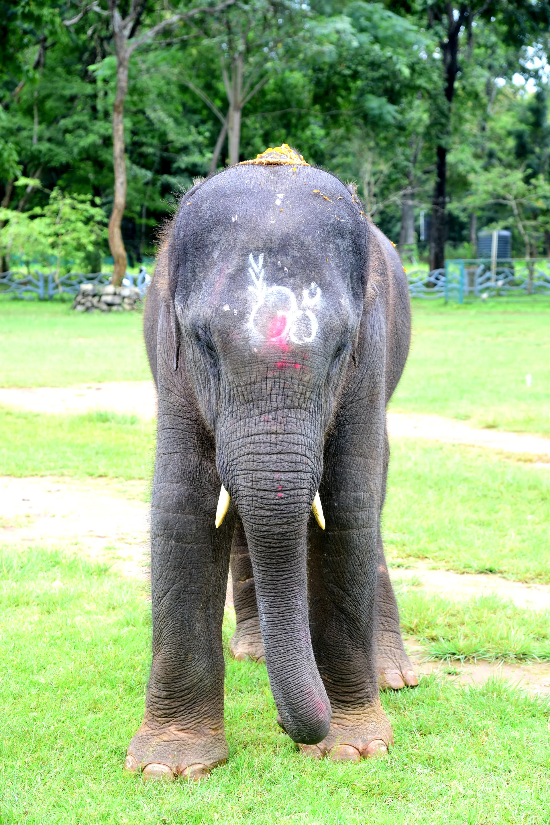 Dhruva — camp-born calf