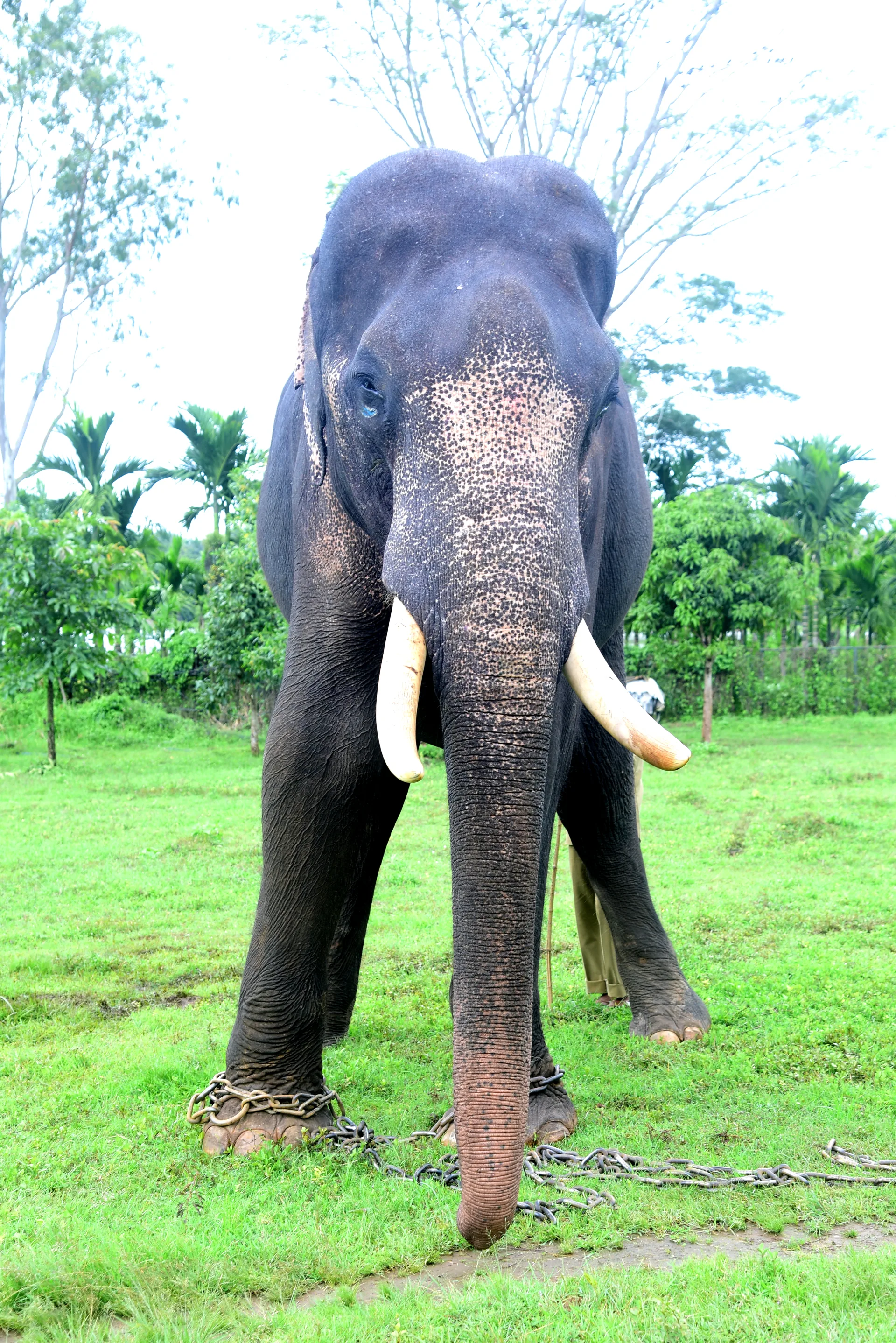 Raghavendra