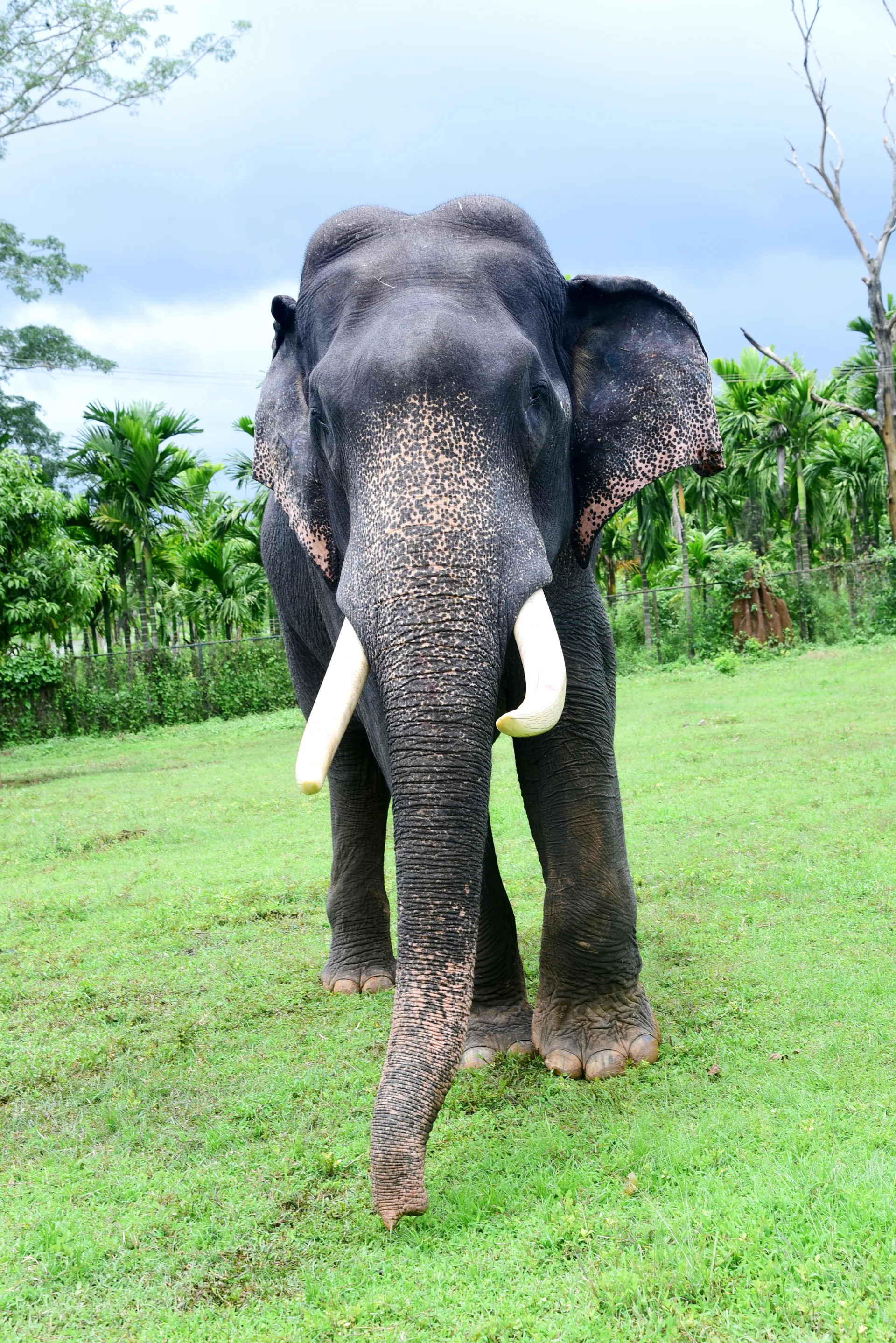 Sagar — wild-captured kumki