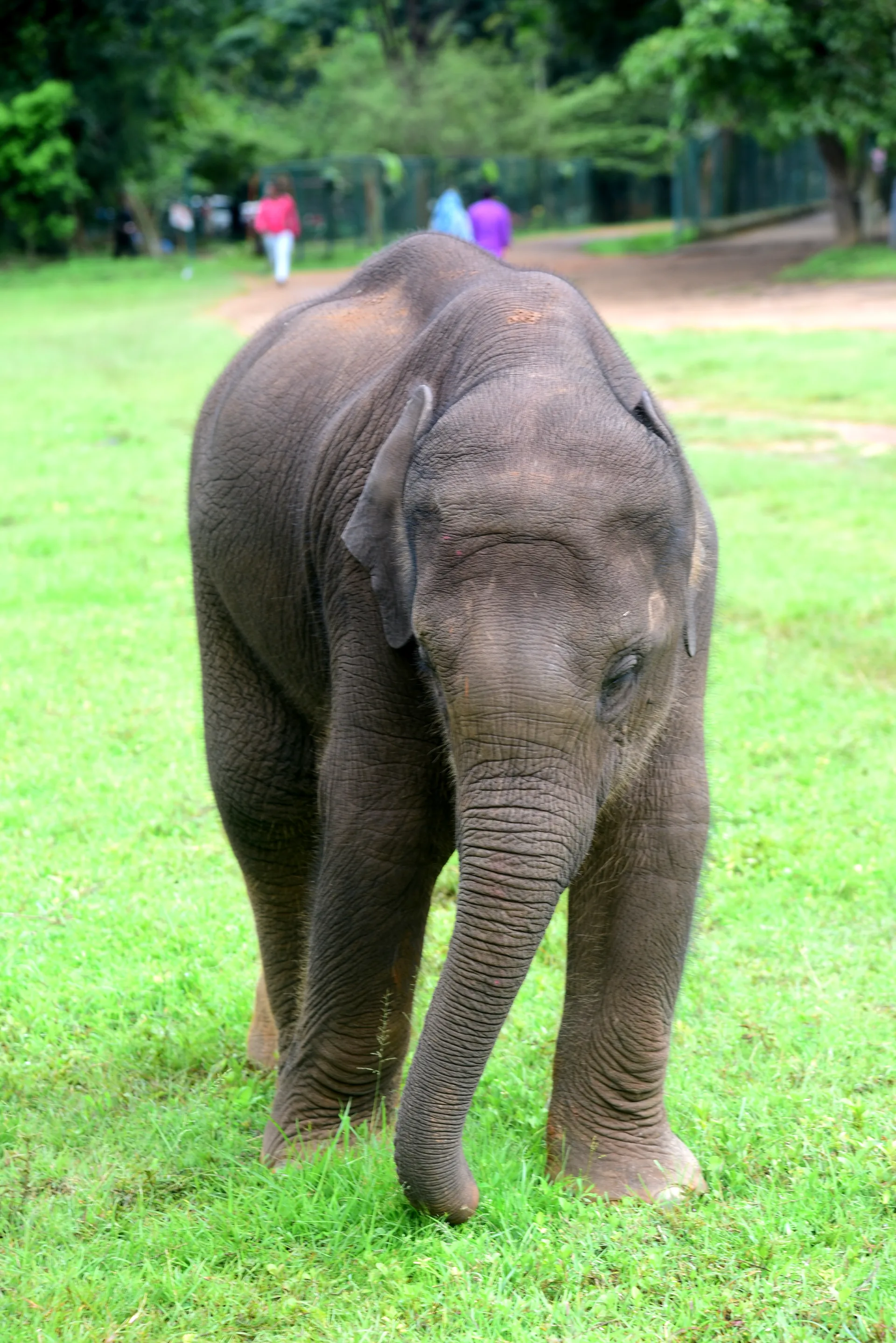 Thunga — youngest of the herd