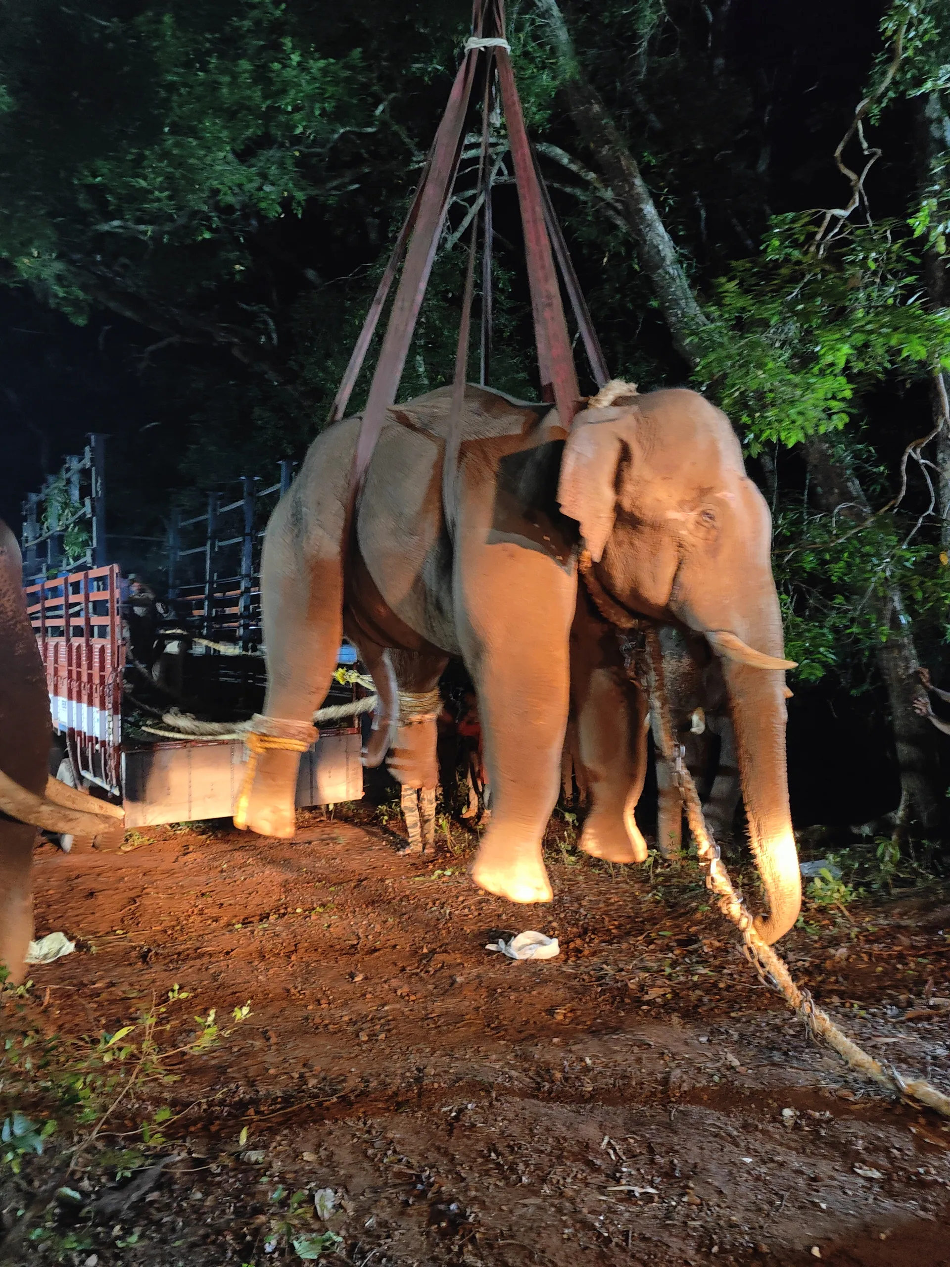 Mahouts and their elephants