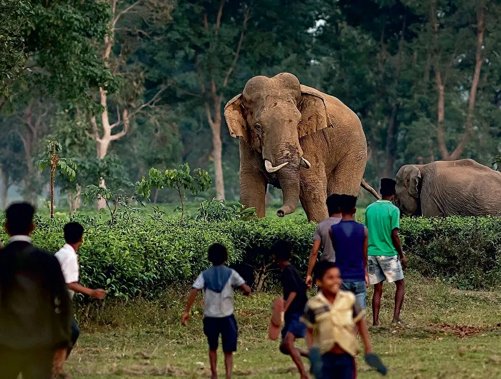 All 22 elephants of Sakrebailu