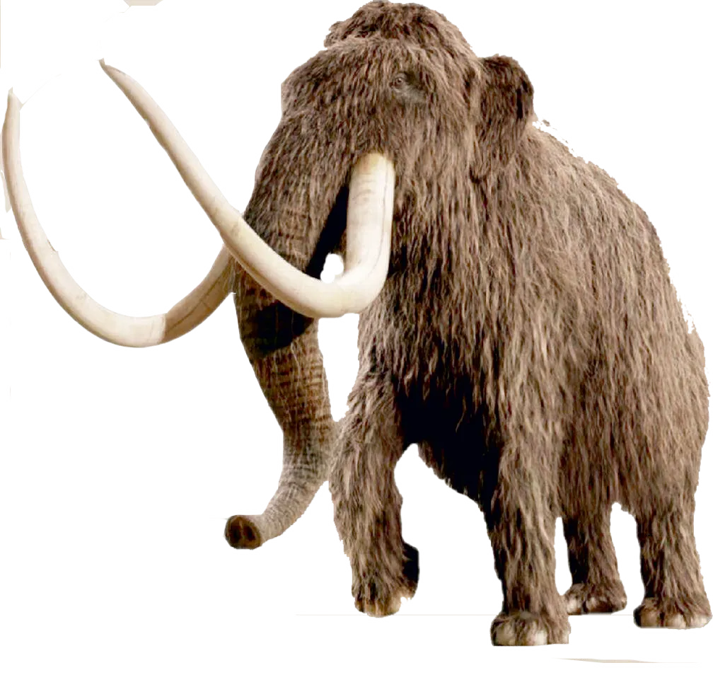 Woolly mammoth — extinct ancestor of the elephant