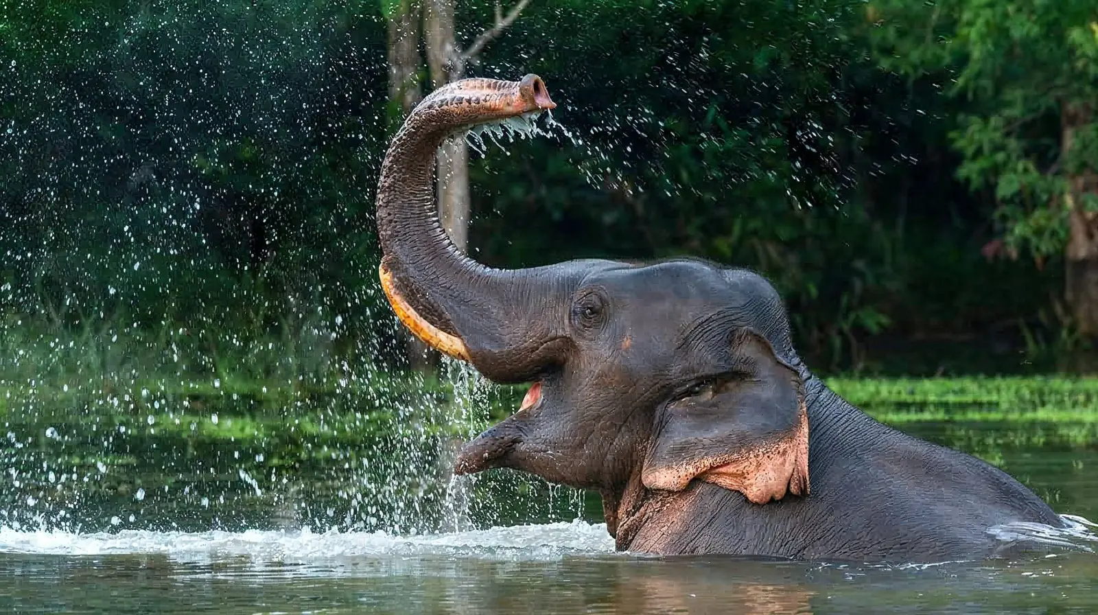 Mahouts bathing elephants in the River Tunga at Sakrebailu